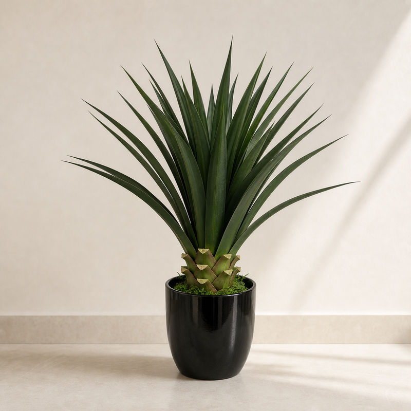 Yucca and Tropical Plants