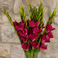Pack of 6 x 115cm Artificial Pink Gladioli Stem - Premium Quality