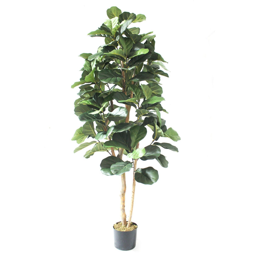 180cm Artificial Fiddle Fig Deluxe Tree - Premium Quality