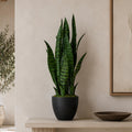 70cm Artificial Sansevieria Dark Green - Premium Quality