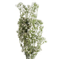 Artificial Pack of 6 x 85cm Gypsophila White Stem - Premium Quality