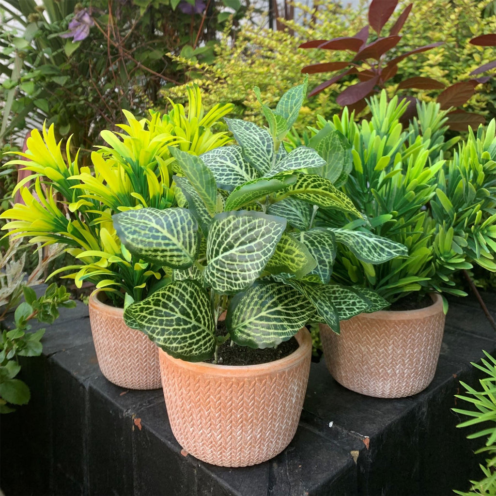22cm Artificial Foliage Honey Plant Dark Green in Terracotta Pot