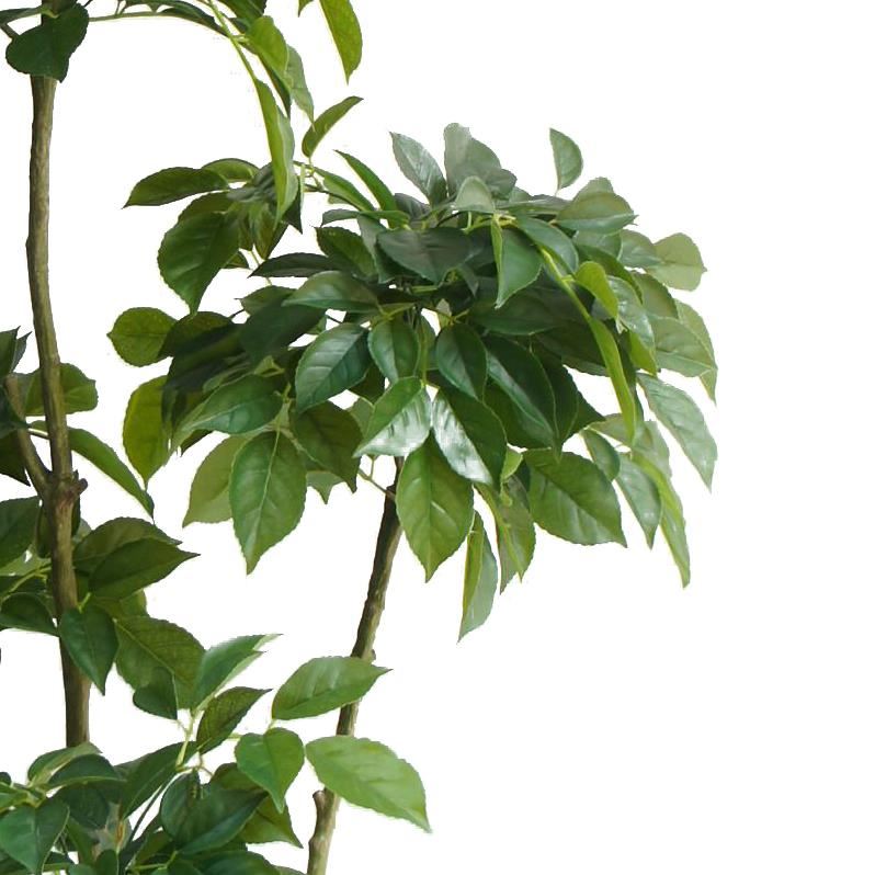 150cm Radermachera Realistic Artificial Tree - Premium Quality