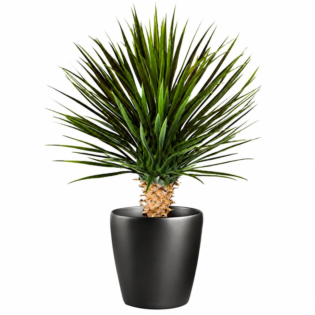 75cm Artificial Dracaena Plant - Premium Quality