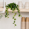 55cm Artificial Trailing Ficus Vine Stem - Premium Quality