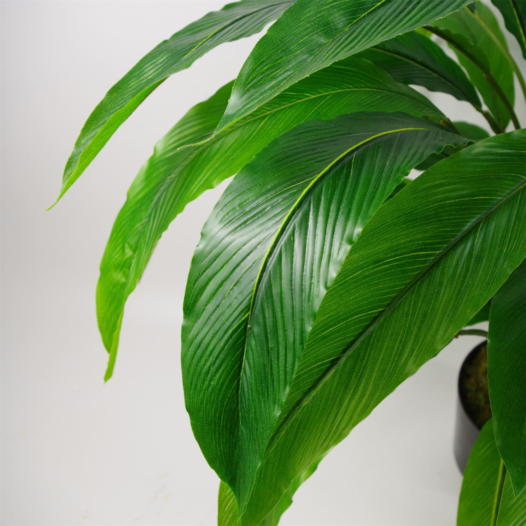 60cm Artificial Calathea Plant