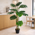 150cm (5ft) Luxury Monstera Plant Black Pot