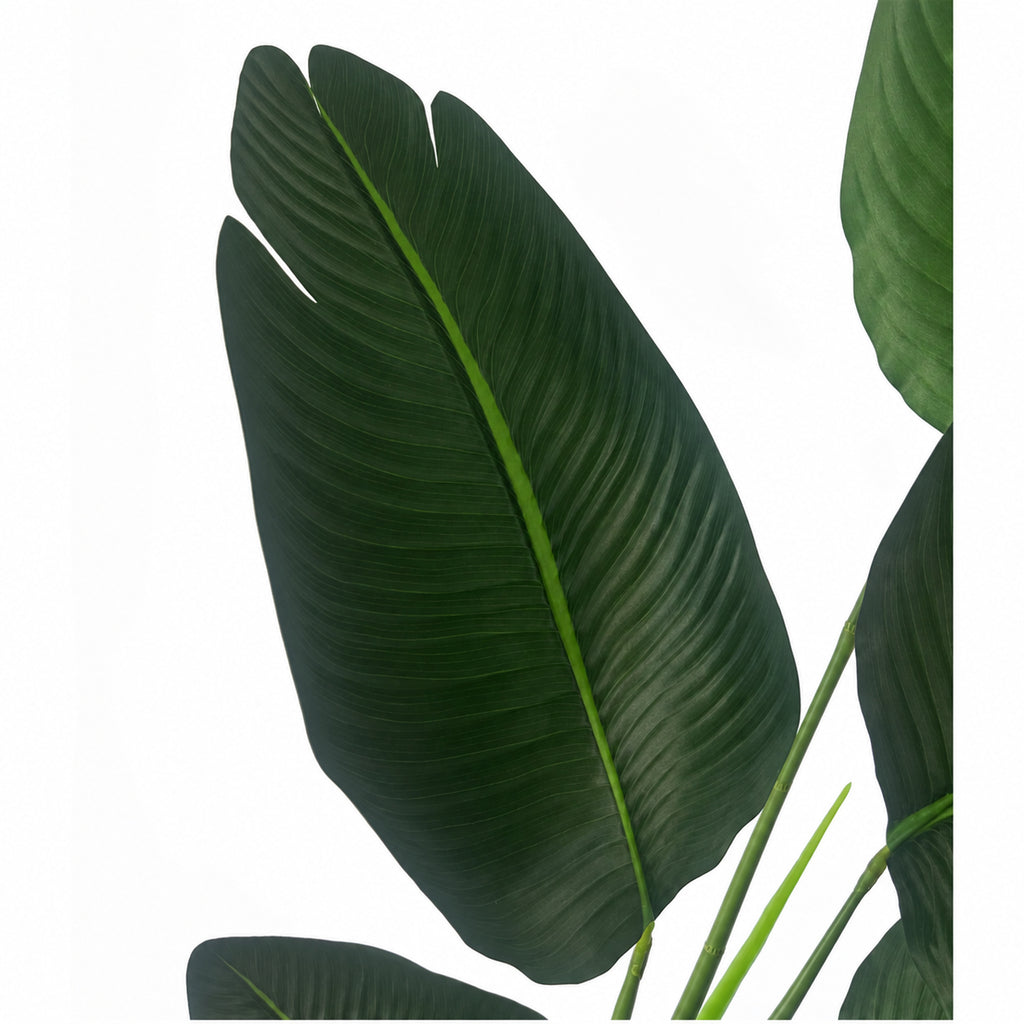 120cm UV Traveller Banana Palm Tree - Premium Quality