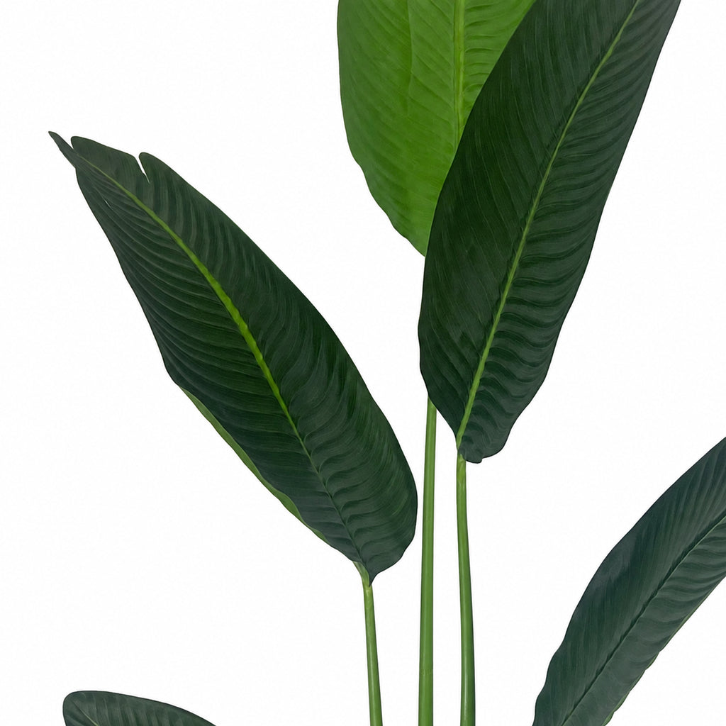 120cm UV Traveller Banana Palm Tree - Premium Quality