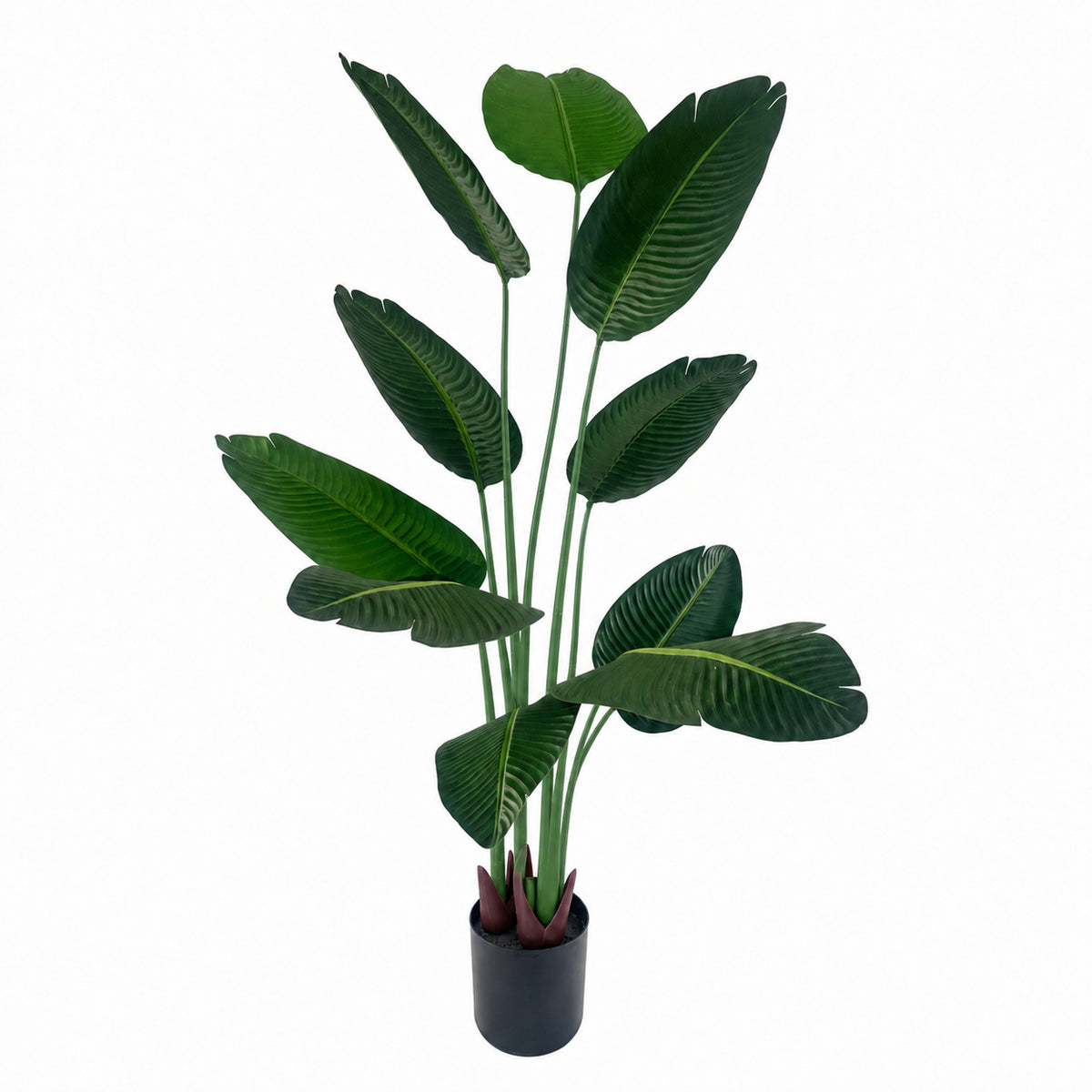 150cm UV Traveller Banana Palm Tree - Premium Quality