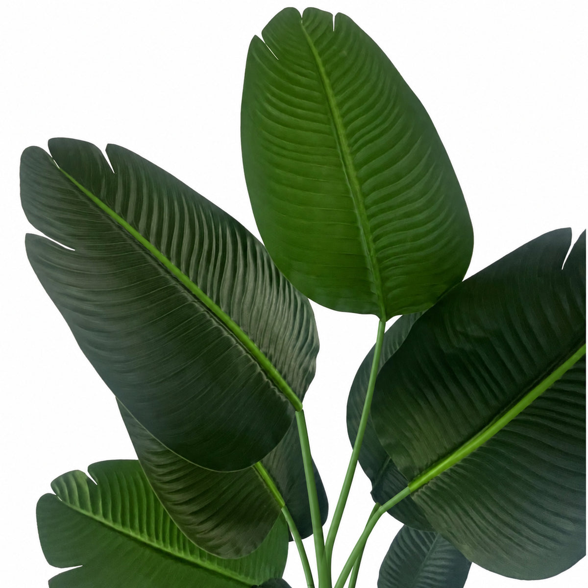 150cm UV Traveller Banana Palm Tree - Premium Quality