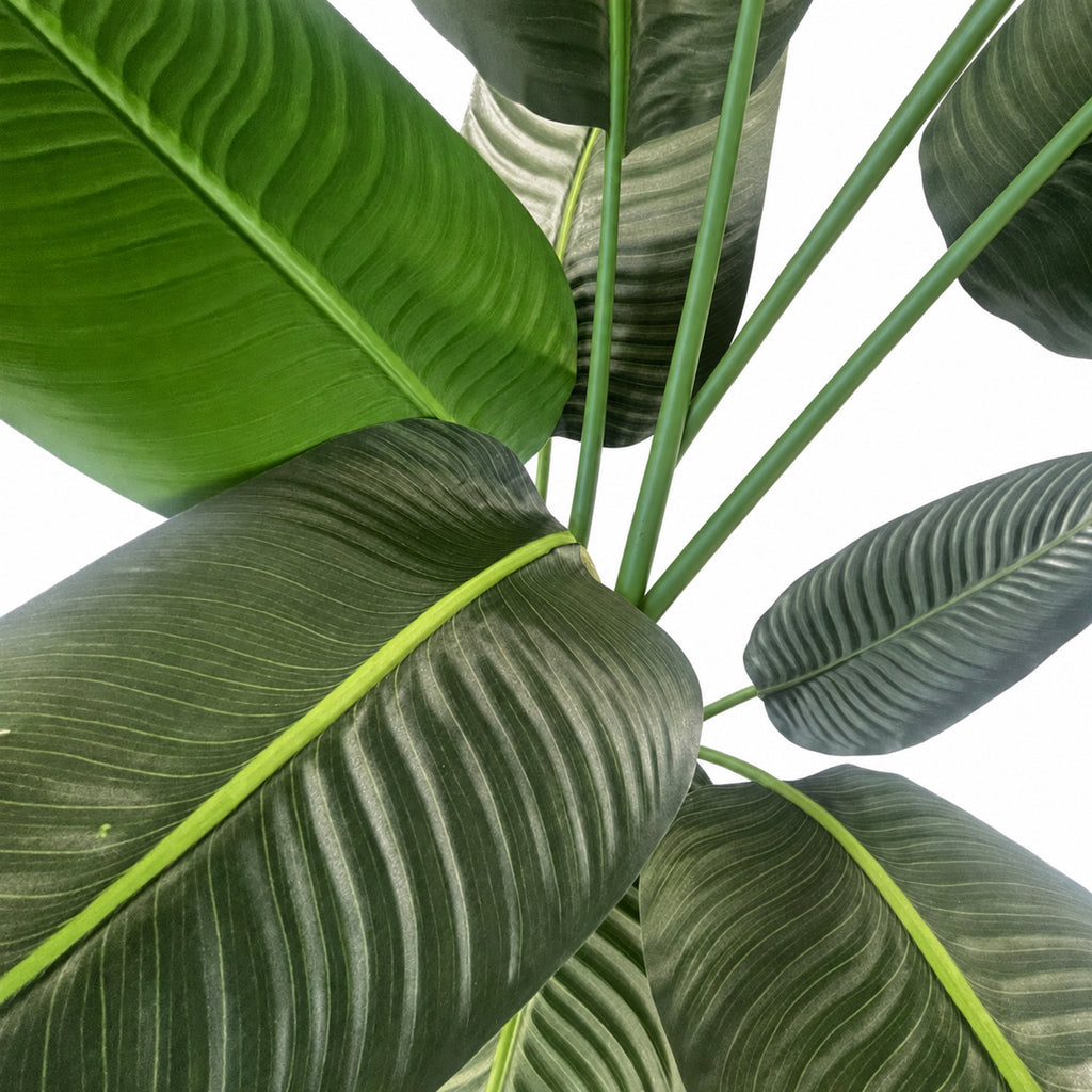 150cm UV Traveller Banana Palm Tree - Premium Quality