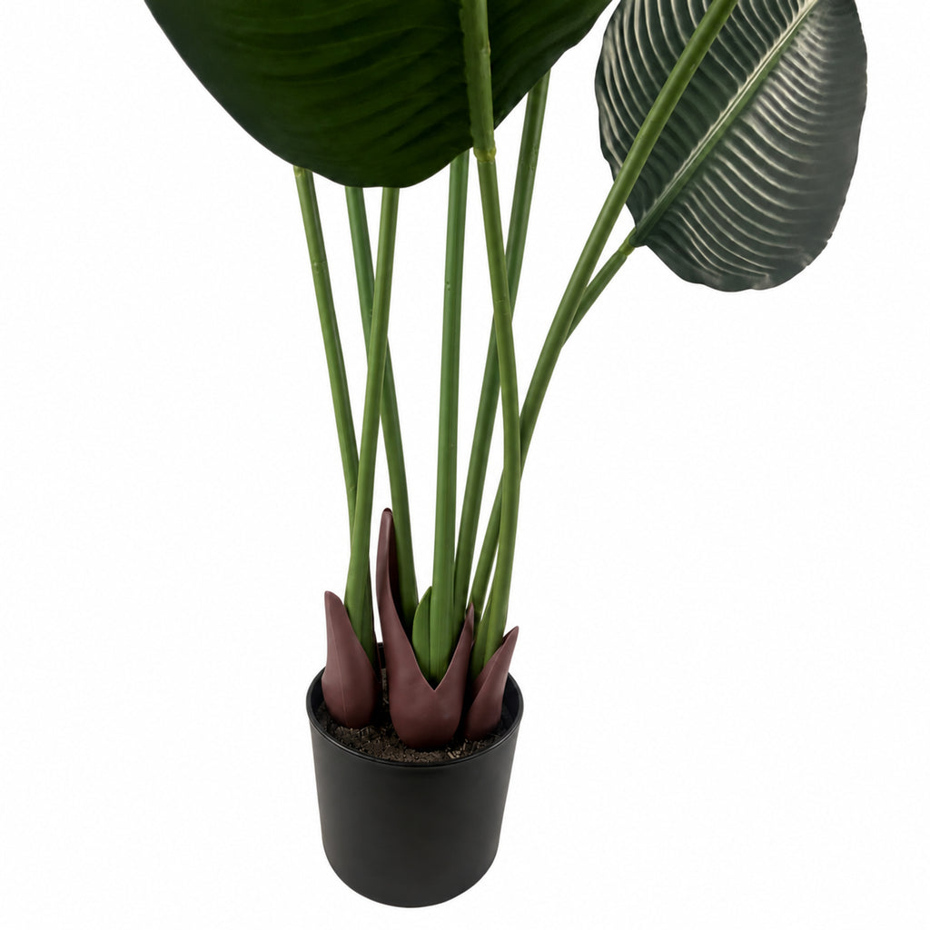 150cm UV Traveller Banana Palm Tree - Premium Quality