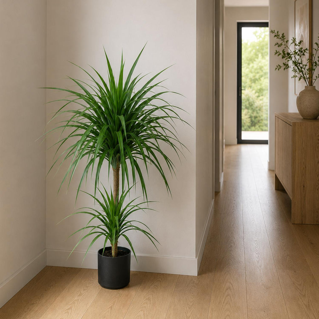 90cm Double Dracaena Plant - Premium Quality