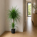 90cm Double Dracaena Plant - Premium Quality