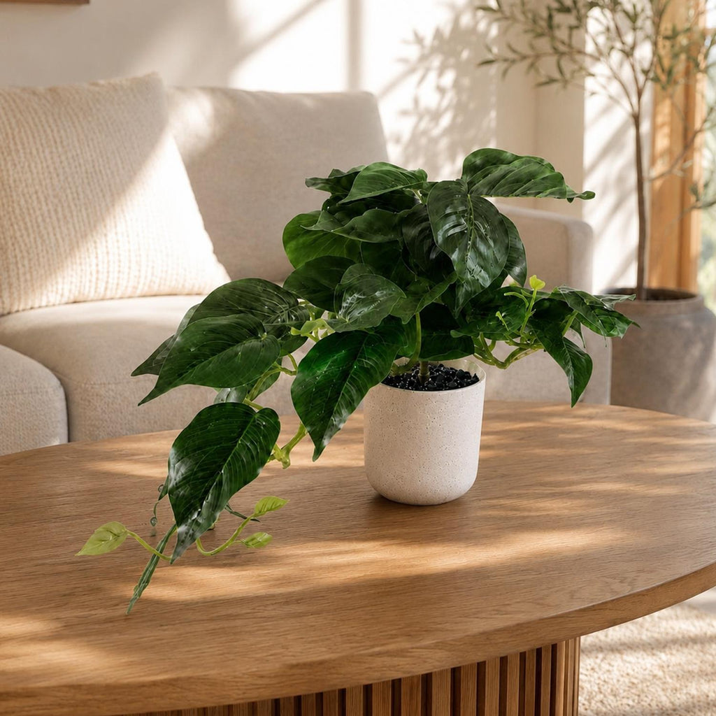 30cm Mini Pothos in Decorative White Pot - Premium Quality