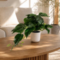 30cm Mini Pothos in Decorative White Pot - Premium Quality