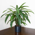 60cm Variegated Artificial Calathea Plant - Premium Quality