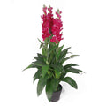 100cm Artificial Cymbidium Orchid Plant - Extra Large