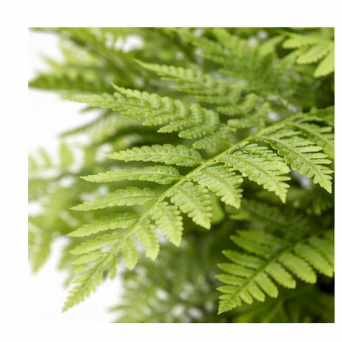 75cm Artificial Fern Plant - Premium Quality