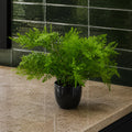 30cm Artificial Potted Southern Wood Fern Black Pot - Premium Quality