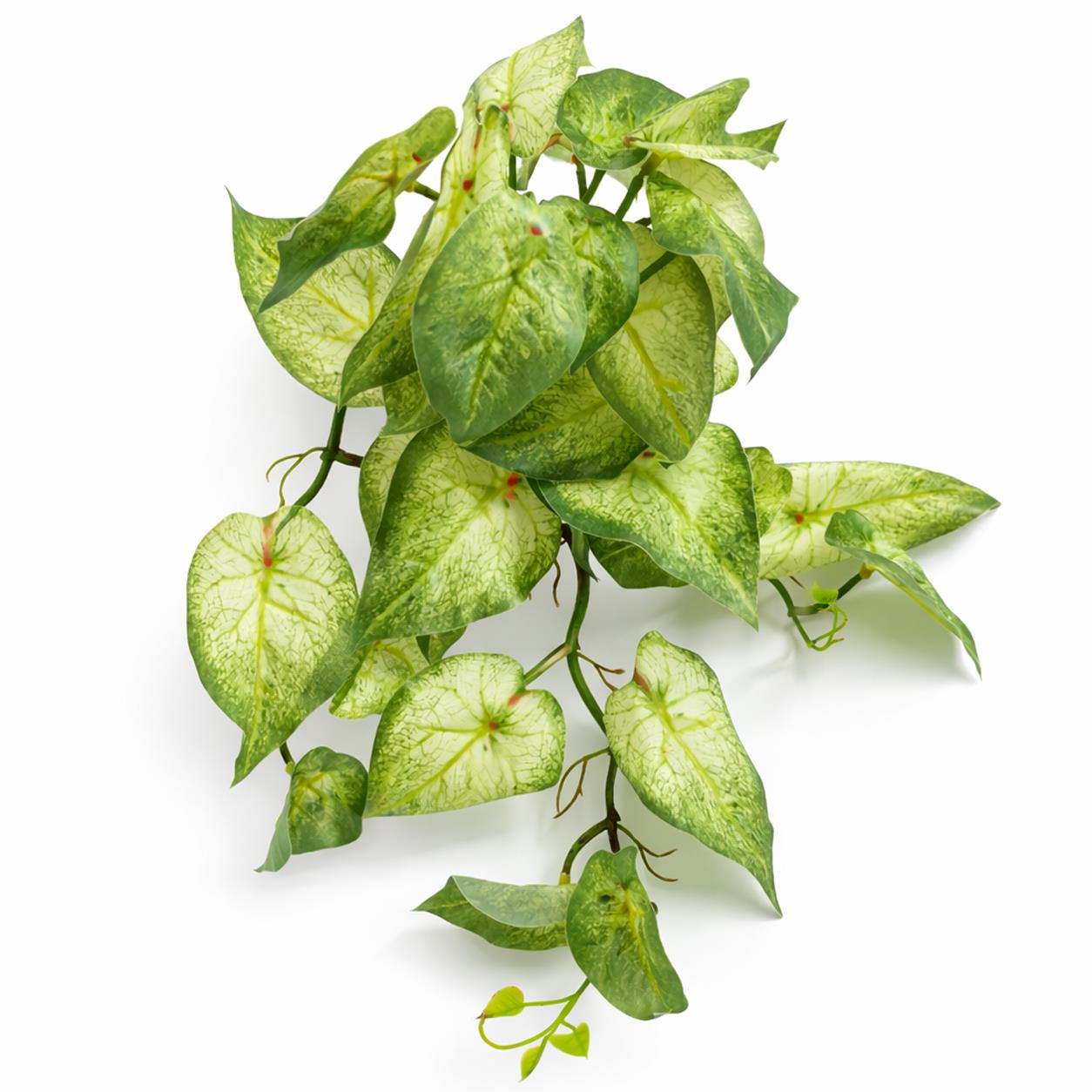 25cm Artificial Trailing Variegated Caladium Vine Plant Light Green - Premium Quality