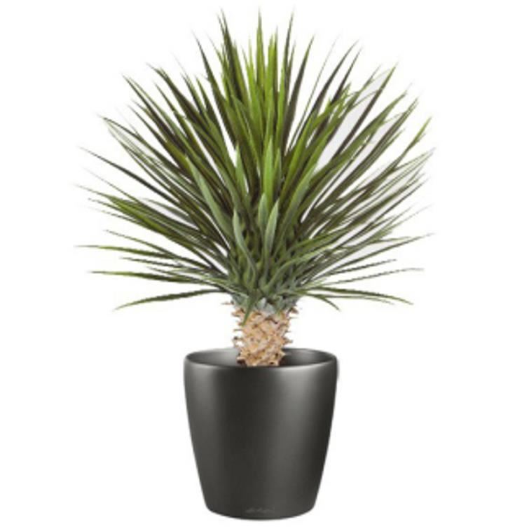 75cm Artificial Dracaena Plant - Premium Quality