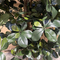 180cm Fire Retardant Black Olive Tree with 2925 Leaves and Natural Trunk - Premium Quality