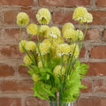 Pack of 6 x 50cm Dahlia Pompom Yellow Artificial Stem - Premium Quality