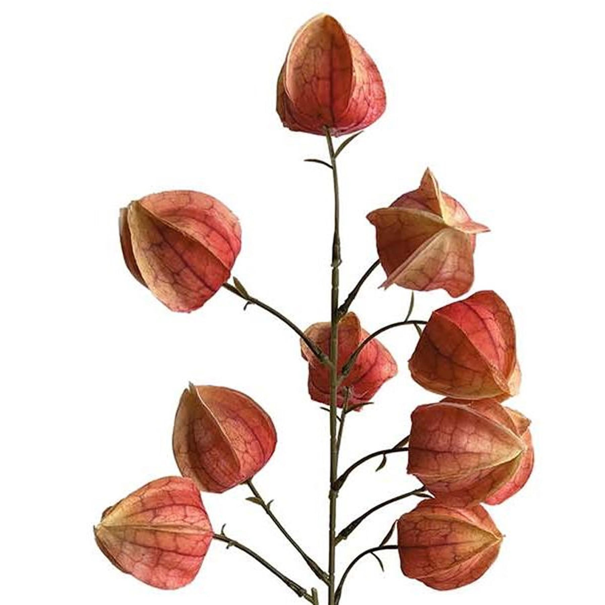 Orange Physalis Faux Chinese Lantern Stems, 100cm - Set of 6 Sprays