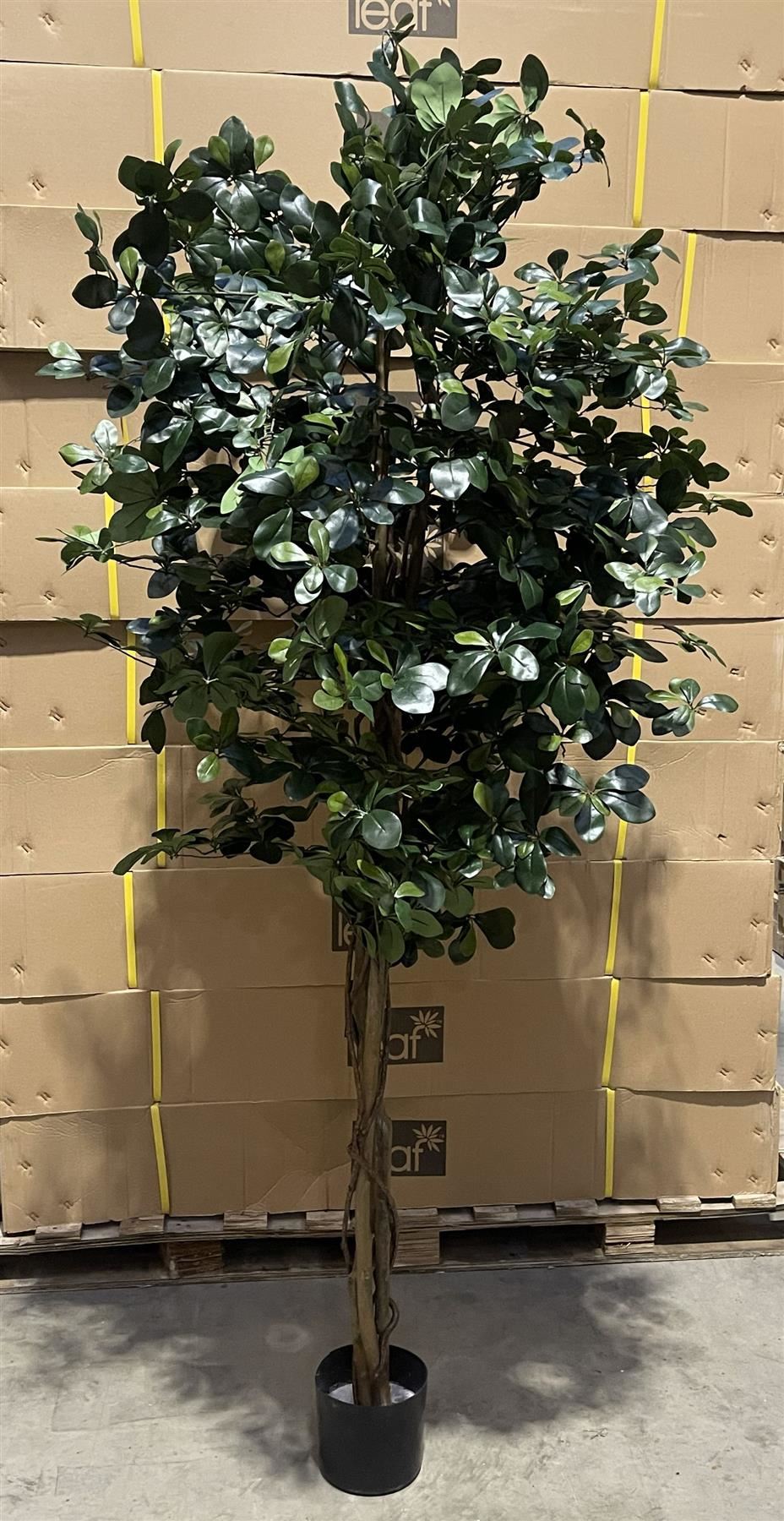 180cm Artificial Fire Retardant Black Olive Tree with 2925 Leaves and Natural Trunk - Premium Quality