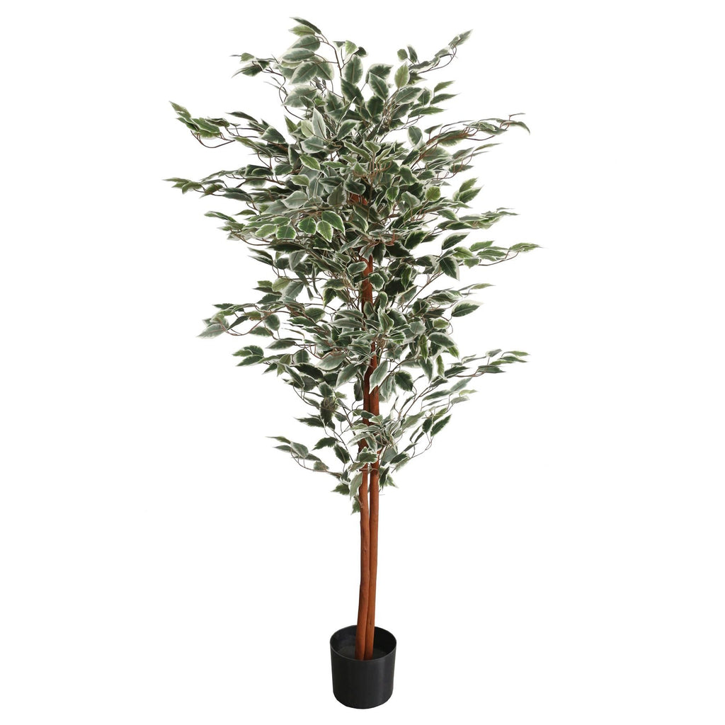 160cm Artificial Ficus with Natural Variegated Leaves - Premium Quality