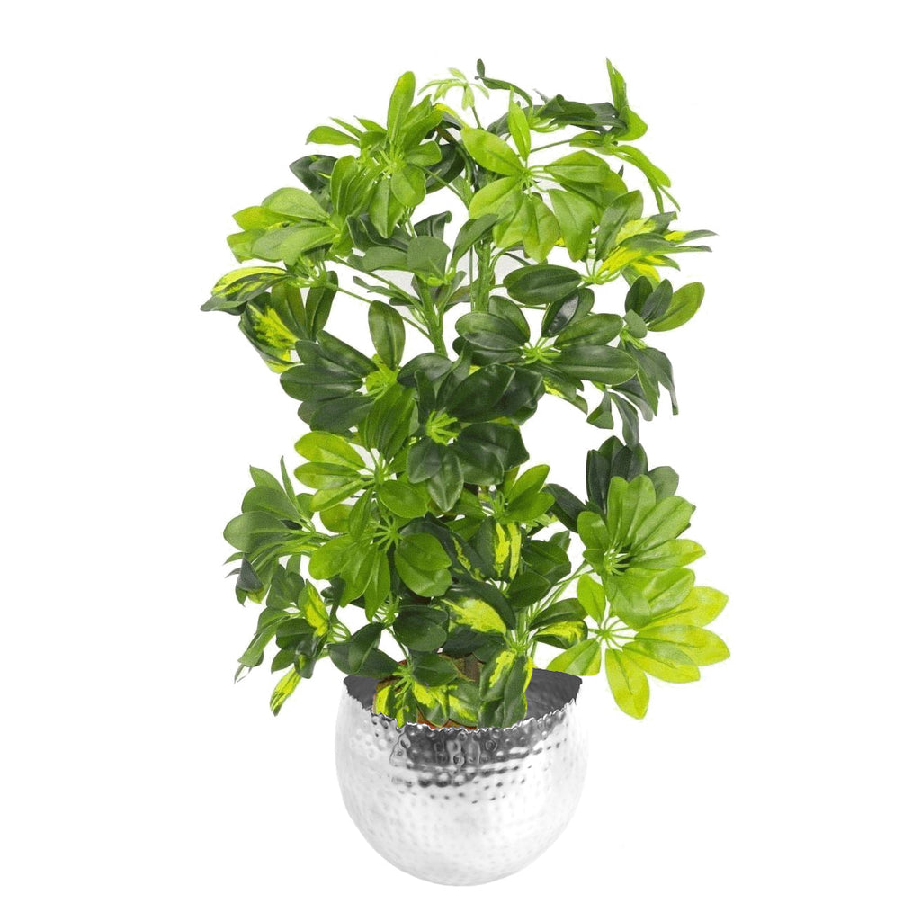 75cm Artificial Arboricola Gold Capella Plant