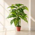 100cm Large Fox's Aglaonema (Spotted Evergreen) Tree Artificial Plant