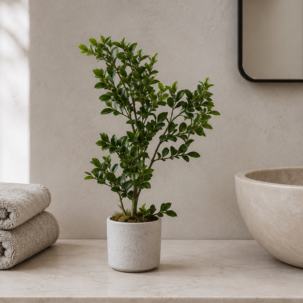 45cm Artificial Aglaia Odorata Bonsai Ficus Tree - Premium Quality