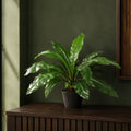 60cm Bushy Large Artificial Bird's Nest Fern Plant