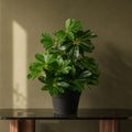 55cm Dark Green Artificial Umbrella Plant