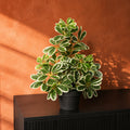 55cm Variegated Artificial Umbrella Plant
