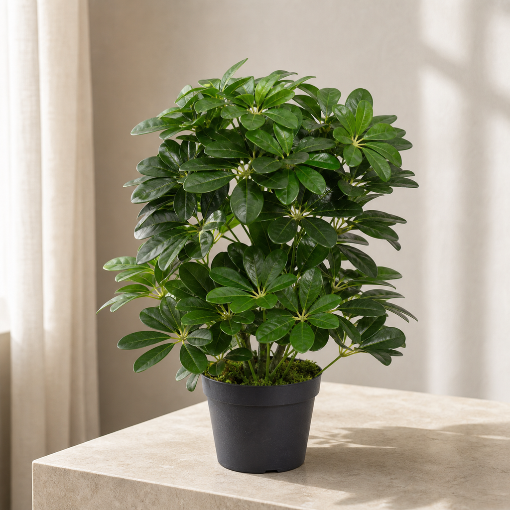 55cm Dark Green Artificial Schefflera Arboricola Plant