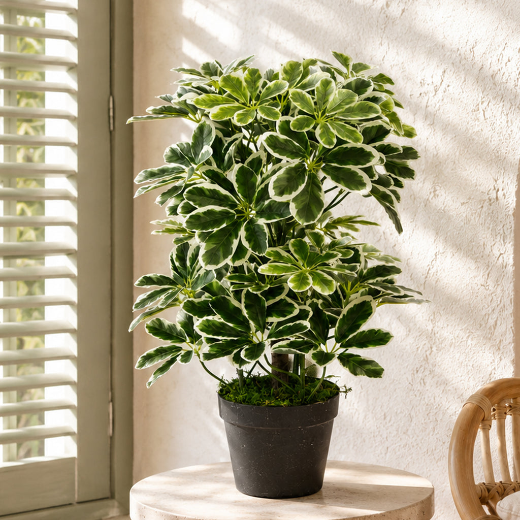 55cm Variegated Artificial Schefflera Arboricola Plant