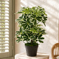 55cm Variegated Artificial Schefflera Arboricola Plant