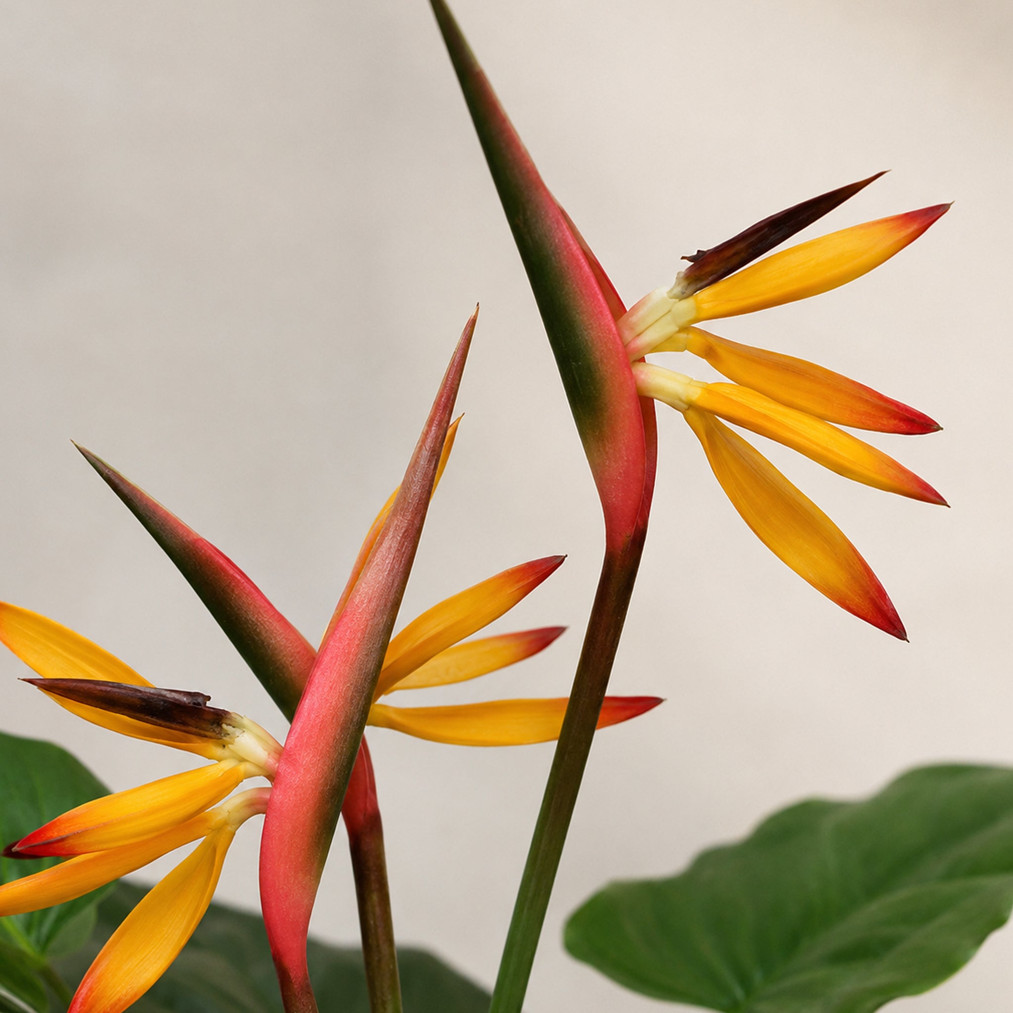 70cm Artificial Bird of Paradise Plant (Strelitzia) - Large
