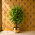 90cm Artificial Ficus Tree / Plant - Gold Metal Planter - Premium Quality
