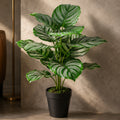 60cm Artificial Green Stripe Botanik Plant - Premium Quality