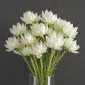 Pack of 6 x 60cm White Starflower Stem - 30 Flowers - Premium Quality