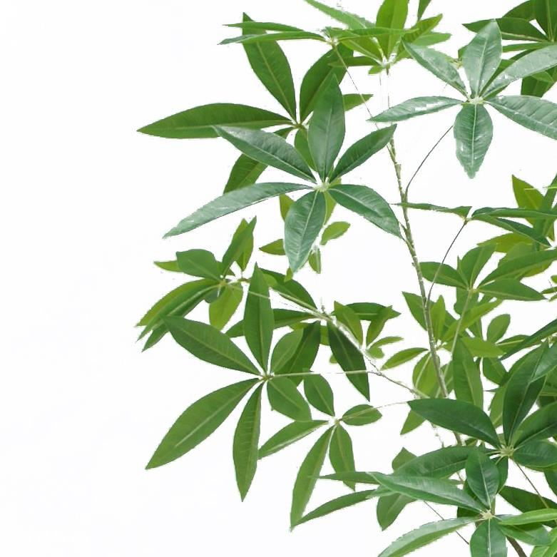 180cm Artificial Money Tree Pachira Realistic Faux Tree - Premium Quality