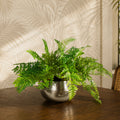 Large Artificial Ferns Display with XL Metal Silver Bowl Planter 50x65cm - Premium Quality