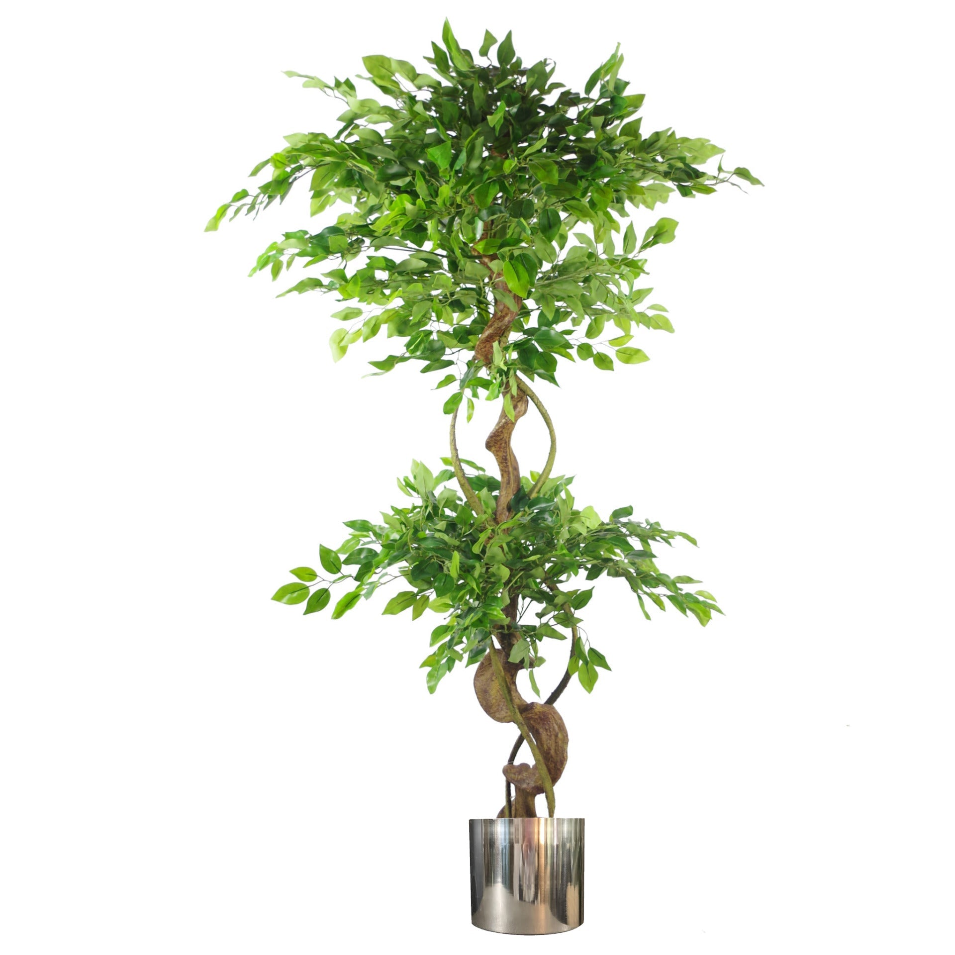 150cm Twisted Trunk Artificial Japanese Fruticosa Style Ficus Tree