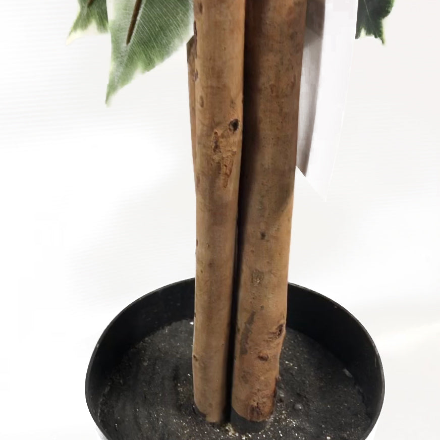 130cm Tall Variegated WhiteandGreen Bushy Ficus Tree