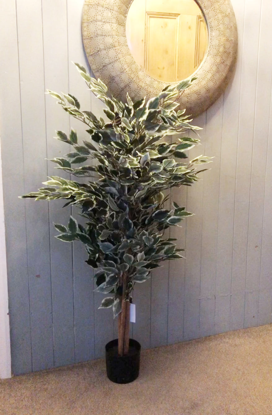 130cm Tall Variegated WhiteandGreen Bushy Ficus Tree